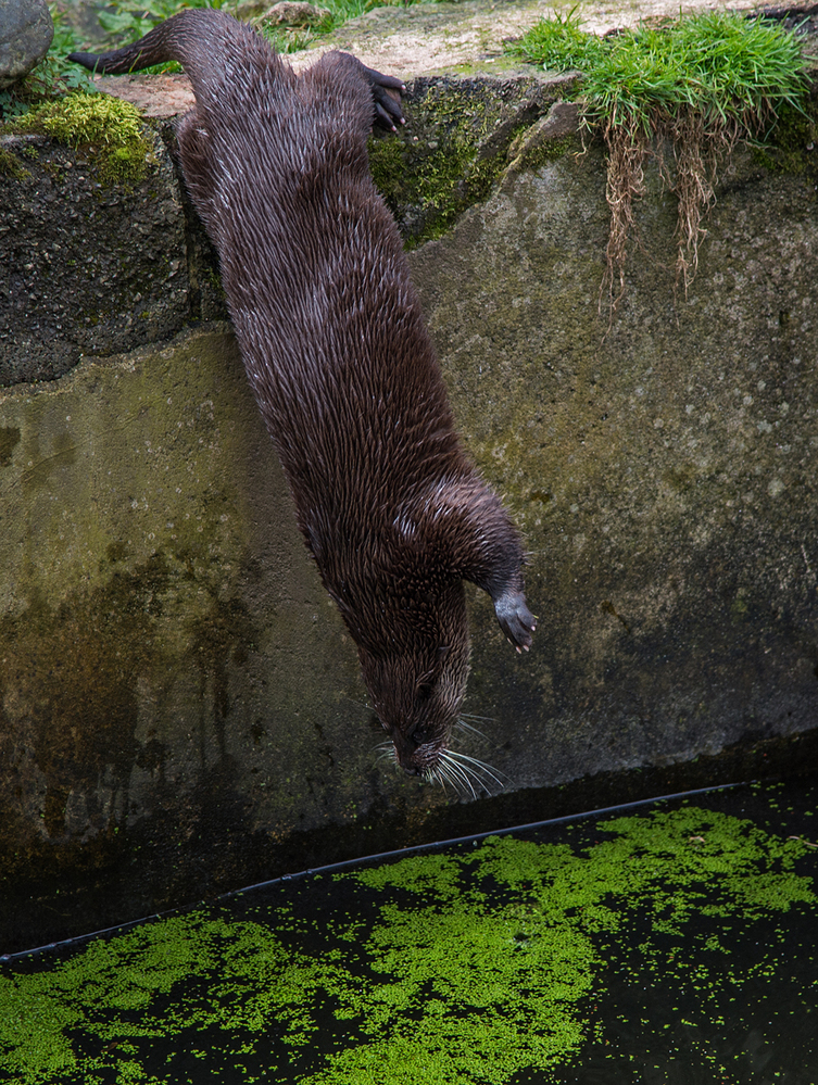 Otter Diving,  Buckfastleigh 